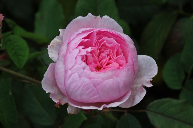 Photo of Rose (Rosa 'Geoff Hamilton') uploaded by RuuddeBlock