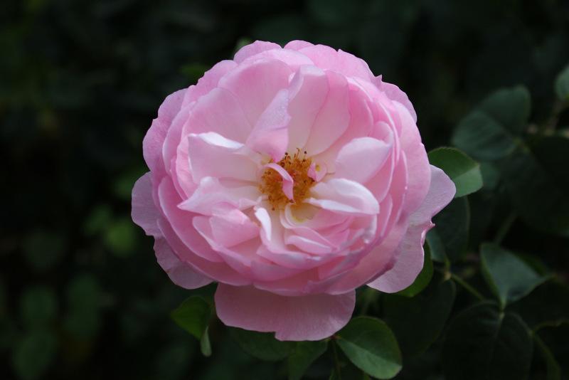 Photo of Rose (Rosa 'Gentle Hermione') uploaded by RuuddeBlock