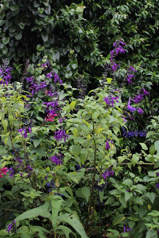 Photo of Sage (Salvia 'Purple Majesty') uploaded by RuuddeBlock
