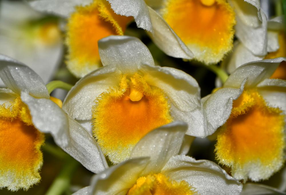 Photo of Orchid (Dendrobium thyrsiflorum) uploaded by dawiz1753