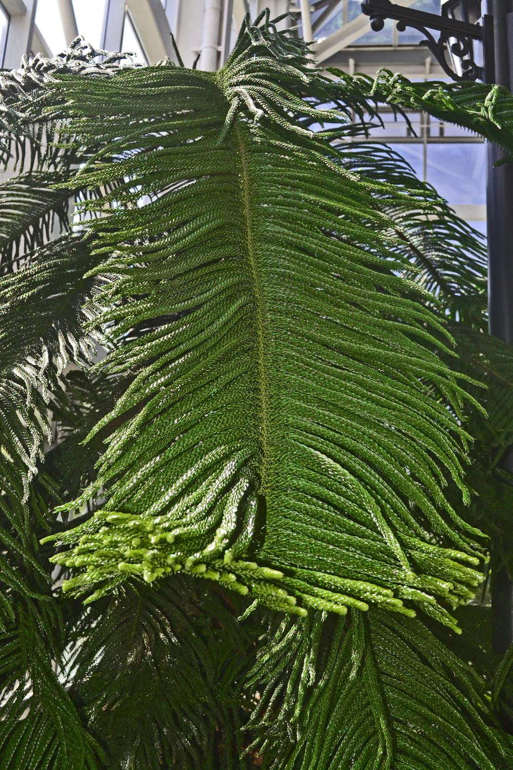 Photo of Norfolk Island Pine (Araucaria heterophylla) uploaded by dawiz1753