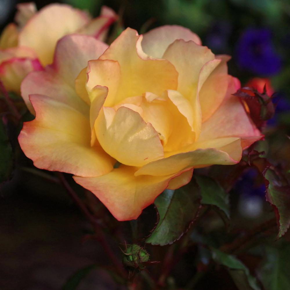 Photo of Rose (Rosa 'Westerland') uploaded by dirtdorphins