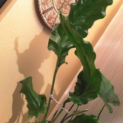Location: Jersey City, NJ
Date: 2018-03-15
flowering at 4 yrs from seed; largest leaf 21"x 7", 23" petiole