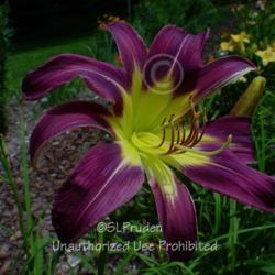 Location: Private Daylily Garden, MI
Date: 2004-07-23
Polymerous bloom