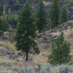 Location: Okanagan Falls, B.C., Canada
Date: 2012-09-01
Ponderosa Pines with Rabbit Bushes, Greasewood, wild Mullein and 