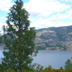 Location: Kaleden, B.C.
Date: 2012-09-01
Ponderosa Pines at Kaleden, overlooking Skaha Lake.