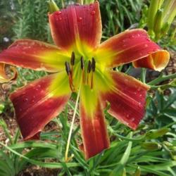 
Photo courtesy of Valley of the Daylilies