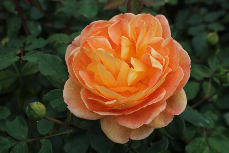 Photo of English Shrub Rose (Rosa 'Lady of Shalott') uploaded by RuuddeBlock