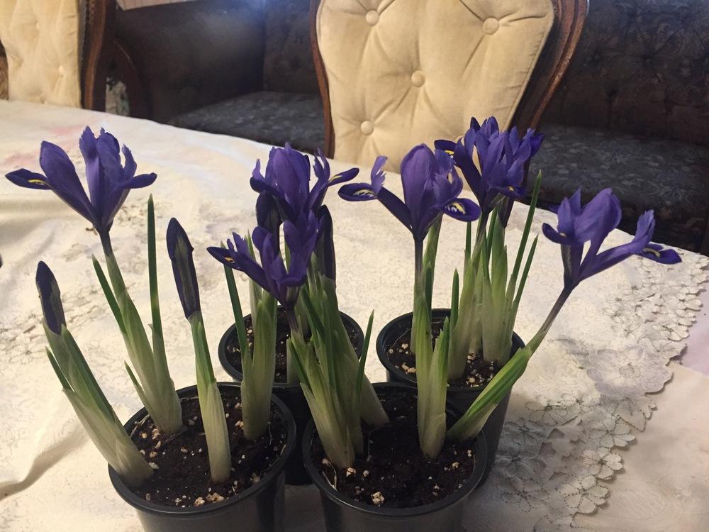 Photo of Irises (Iris) uploaded by SpringGreenThumb