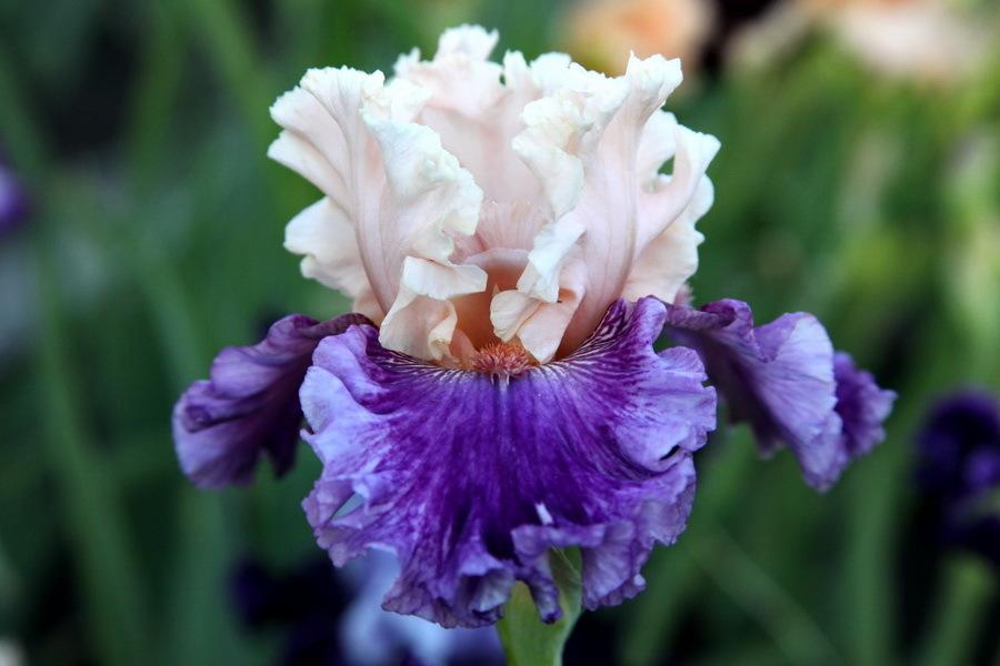 Photo of Tall Bearded Iris (Iris 'Crowned in Glory') uploaded by dimson67