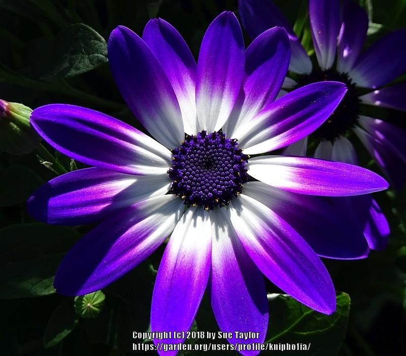 Photo of Florist's Cineraria (Pericallis Senetti® Violet Bicolor) uploaded by kniphofia
