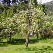 Many blossoms in May, equals many Pears in August.