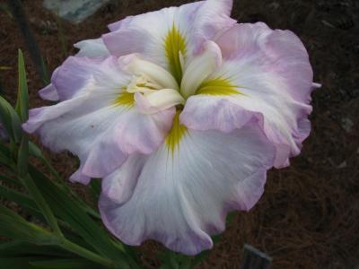 Photo of Japanese Iris (Iris ensata 'Greywoods Gentle Refrain') uploaded by Joy