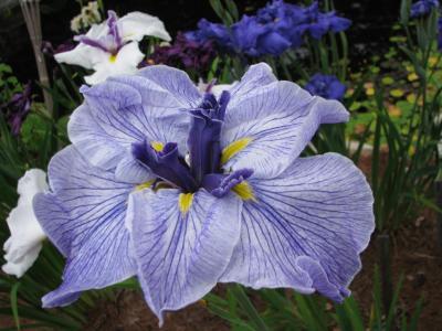 Photo of Japanese Iris (Iris ensata 'Blue Spritz') uploaded by Joy