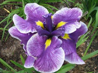 Photo of Japanese Iris (Iris ensata 'Crystal Halo') uploaded by Joy