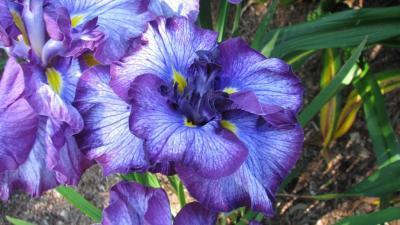 Photo of Japanese Iris (Iris ensata 'Jocasta') uploaded by Joy