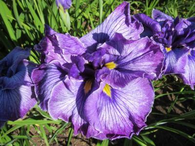 Photo of Japanese Iris (Iris ensata 'Celestial Emperor') uploaded by Joy