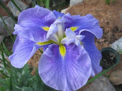 Photo of Japanese Iris (Iris ensata 'Greywoods Flowing Waters') uploaded by Joy