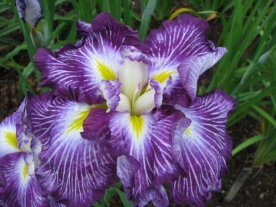 Photo of Japanese Iris (Iris ensata 'Sunrise Ridge') uploaded by Joy