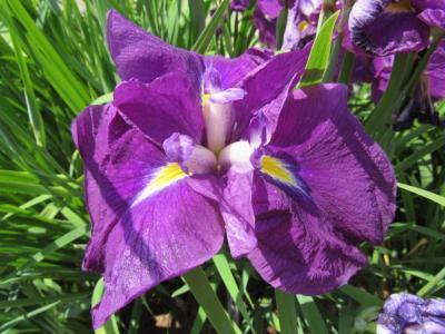 Photo of Japanese Iris (Iris ensata 'Dirigo Garnet') uploaded by Joy