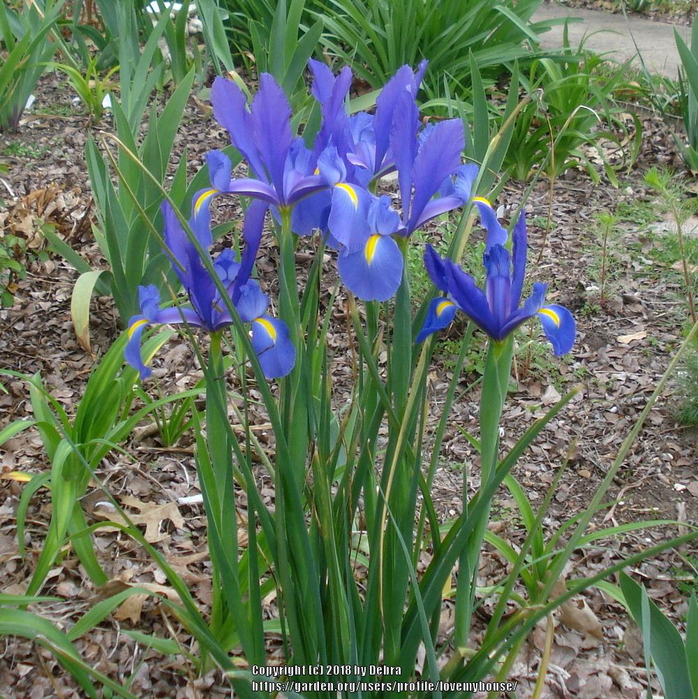 Photo of Dutch Iris (Iris x hollandica) uploaded by lovemyhouse