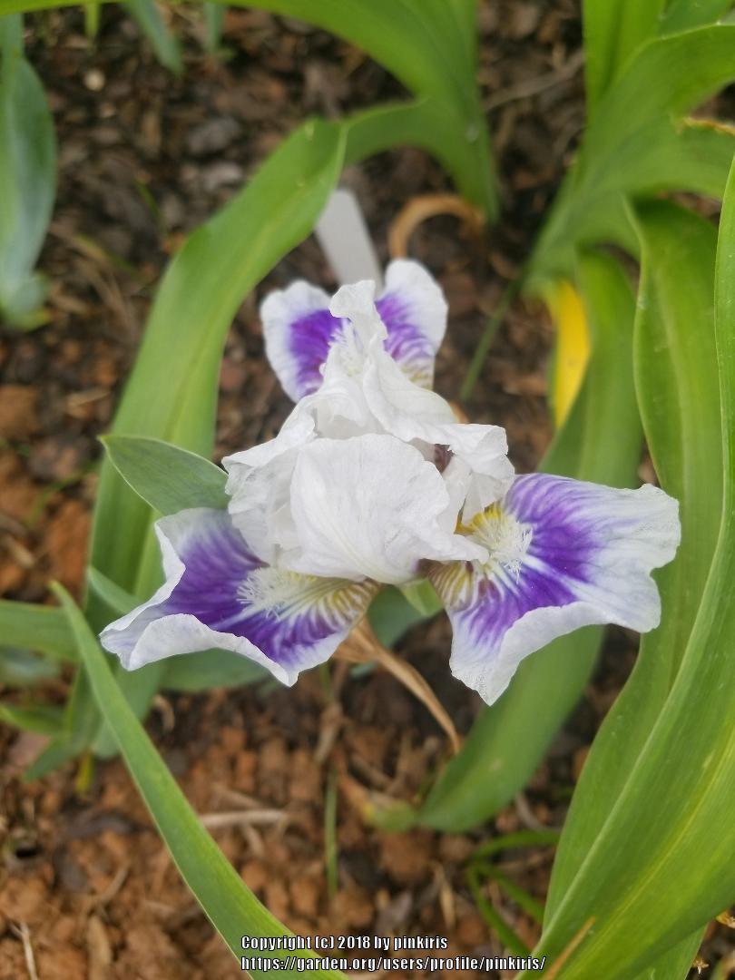 Photo of Standard Dwarf Bearded Iris (Iris 'Boo') uploaded by pinkiris