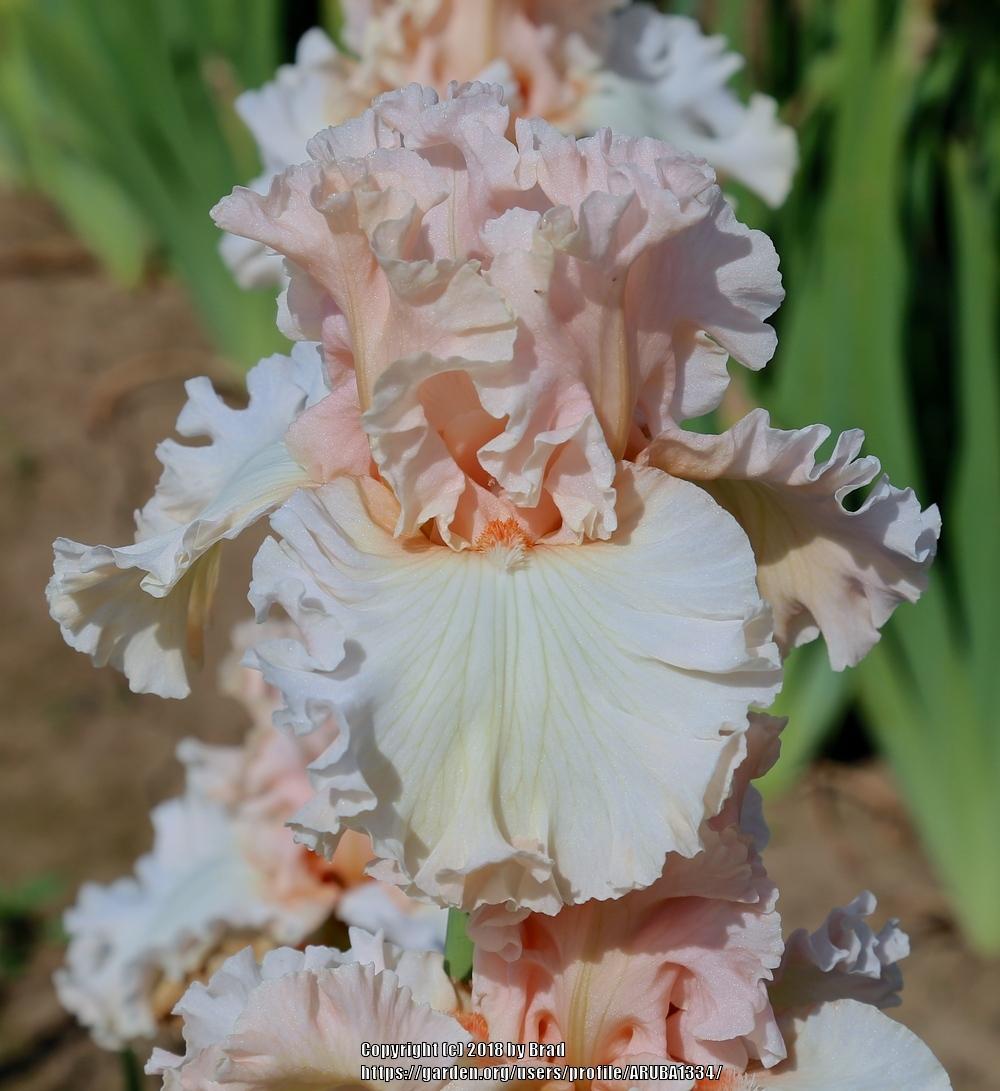 Photo of Tall Bearded Iris (Iris 'Magical') uploaded by ARUBA1334