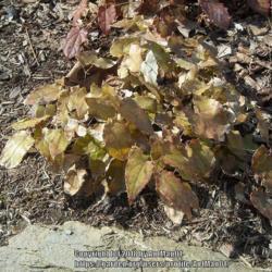 Location: Massachusetts garden
Date: March 20, 2011
Foliage is evergreen over winter, light bronze-tan color.