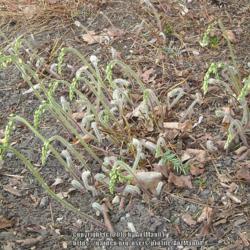 Location: Massachusetts garden
Date: Aoril 8, 2010
Flower stalks emerge first, fuzzy coiled leaf stalks are next, in
