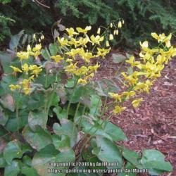 Location: Massachusetts garden
Date: May 6, 2008
Flower shape and details are unique for the genus Epimedium, flat