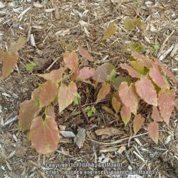 Location: Massachusetts garden
Date: April 25, 2010
New spring foliage is a soft red color, a low groing plant.