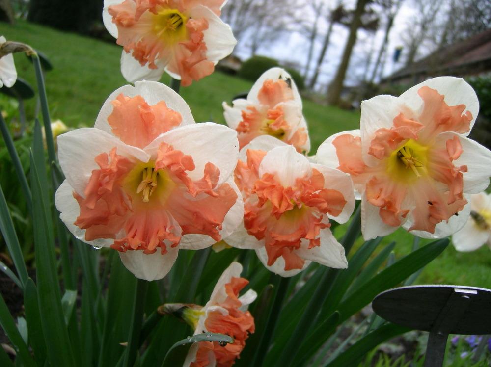 Photo of Split-Cupped Collar Daffodil (Narcissus 'Apricot Whirl') uploaded by Caruso