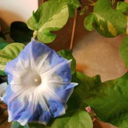 Location: Wilmington, Delaware USA
Date: 2018-03-27
Vivid blue like that seen in Ipomoea tricolor Heavenly Blue