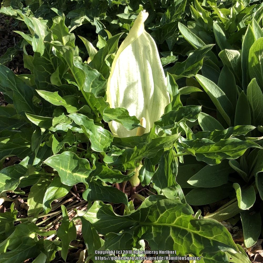 Photo of Italian Arum (Arum italicum) uploaded by HamiltonSquare