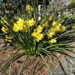Location: Hamilton Square Garden, Historic City Cemetery, Sacramento CA.
Date: 2018-03-27
They start out yellow with a white halo on the in parts of the pe
