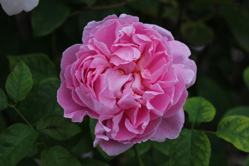Photo of Rose (Rosa 'Mary Rose') uploaded by RuuddeBlock