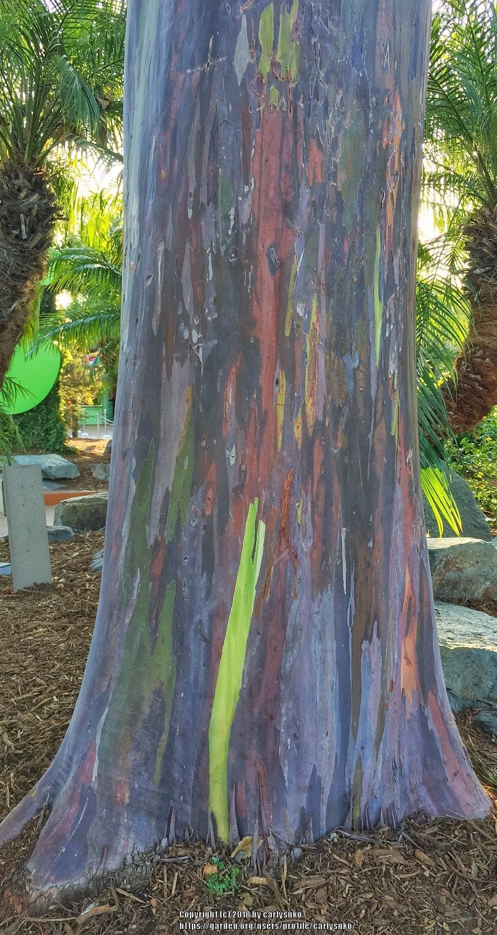 Photo of Rainbow Eucalyptus (Eucalyptus deglupta) uploaded by carlysuko