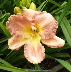 Thumb of 2018-03-27/daylilly99/2071ad