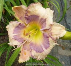 Thumb of 2018-03-27/daylilly99/413333