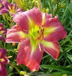 Thumb of 2018-03-27/daylilly99/56068d