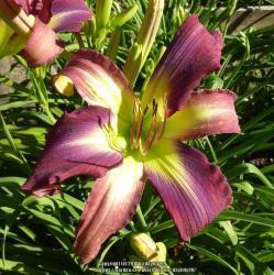 Thumb of 2018-03-27/daylilly99/aab63d