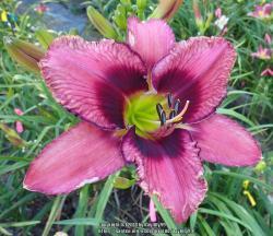 Thumb of 2018-03-27/daylilly99/cdd419