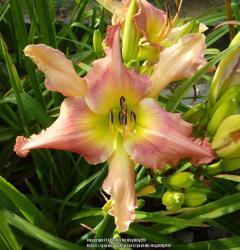 Thumb of 2018-03-27/daylilly99/df95d9