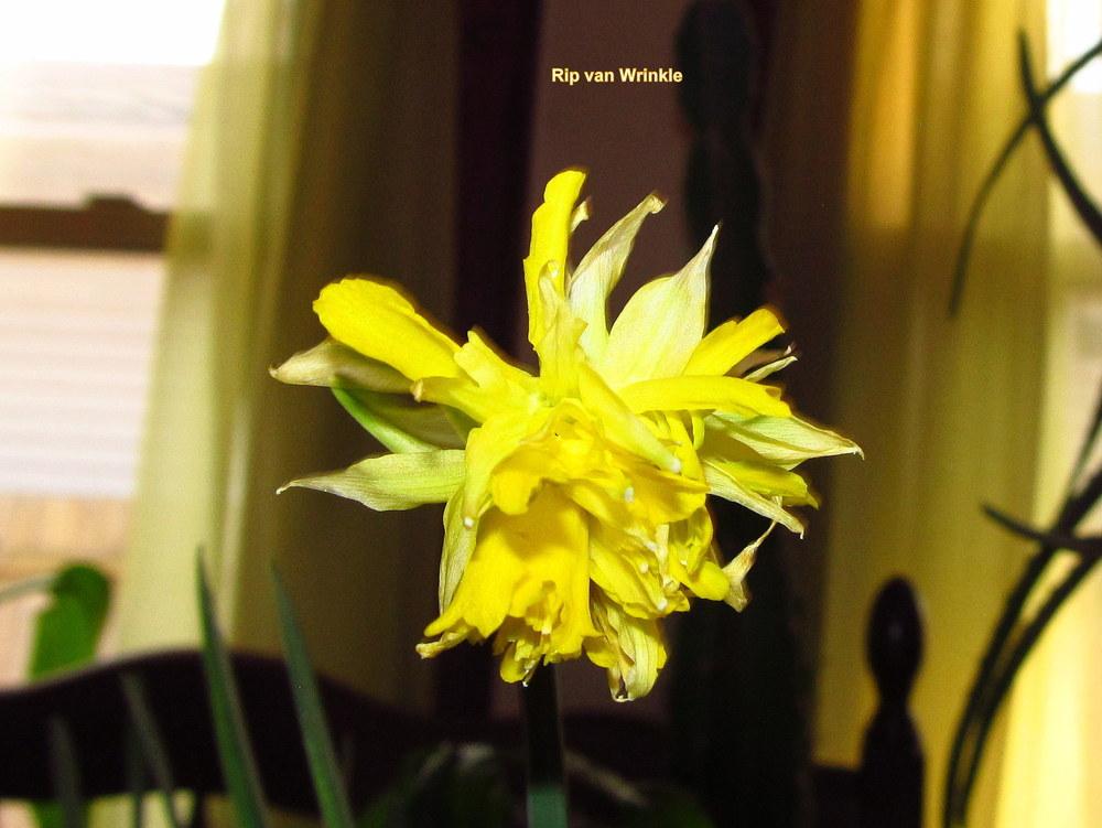 Photo of Double Daffodil (Narcissus 'Rip van Winkle') uploaded by jmorth
