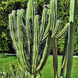 Location: Sun City, Arizona
Date: 2018-03-27
Toothpick Cactus at Wooddale Village in Sun City, Arizona