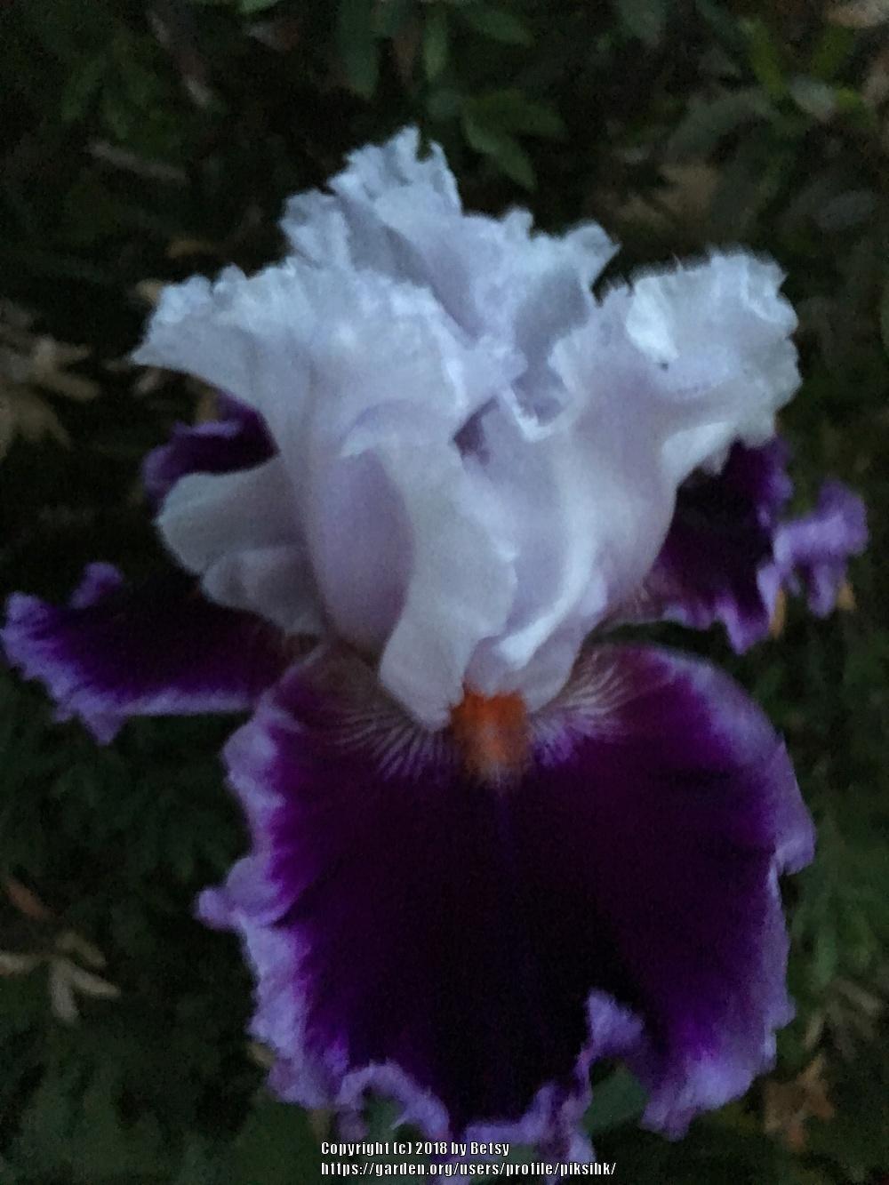 Photo of Tall Bearded Iris (Iris 'Daring Deception') uploaded by piksihk