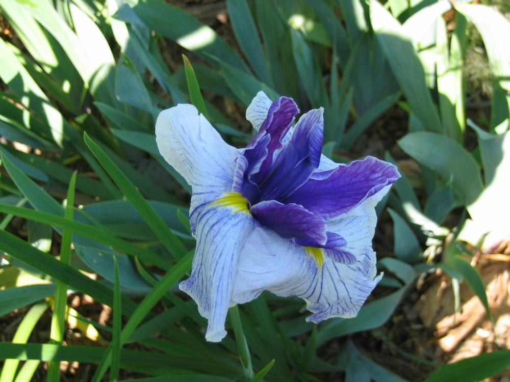 Photo of Japanese Iris (Iris ensata 'Oregon Marmalade') uploaded by Lucichar