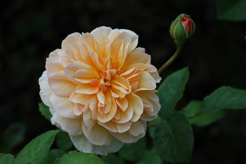 Photo of Rose (Rosa 'Port Sunlight') uploaded by RuuddeBlock