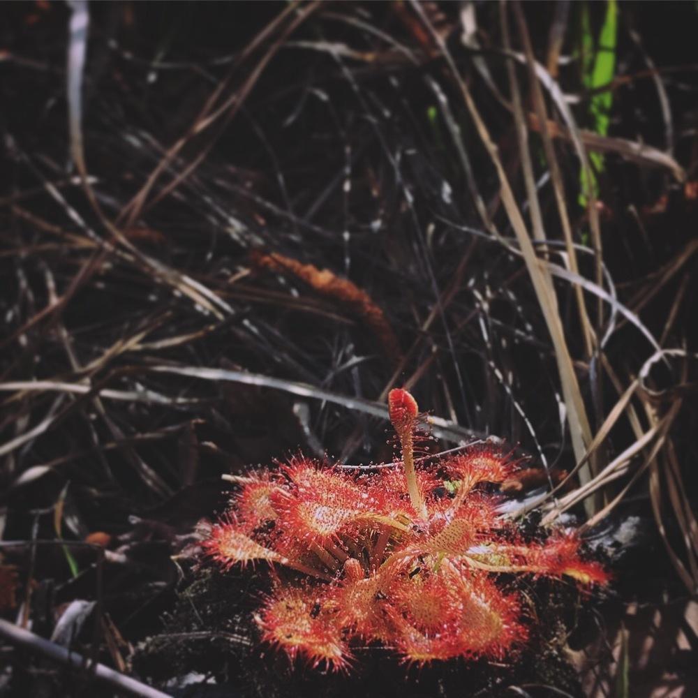 Photo of Dwarf Sundew (Drosera brevifolia) uploaded by bholler