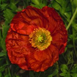 Location: Botanical Gardens of the State of Georgia...Athens, Ga
Date: 2018-03-28
Red Poppy 018